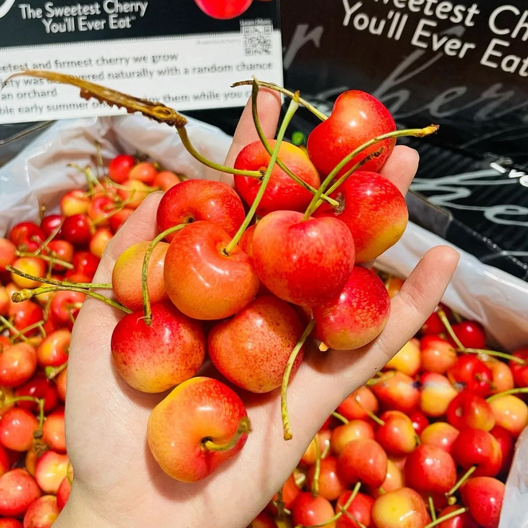 “吉制三藩市”智利雷尼尔海运J 2斤内附果径卡【顺丰空运】