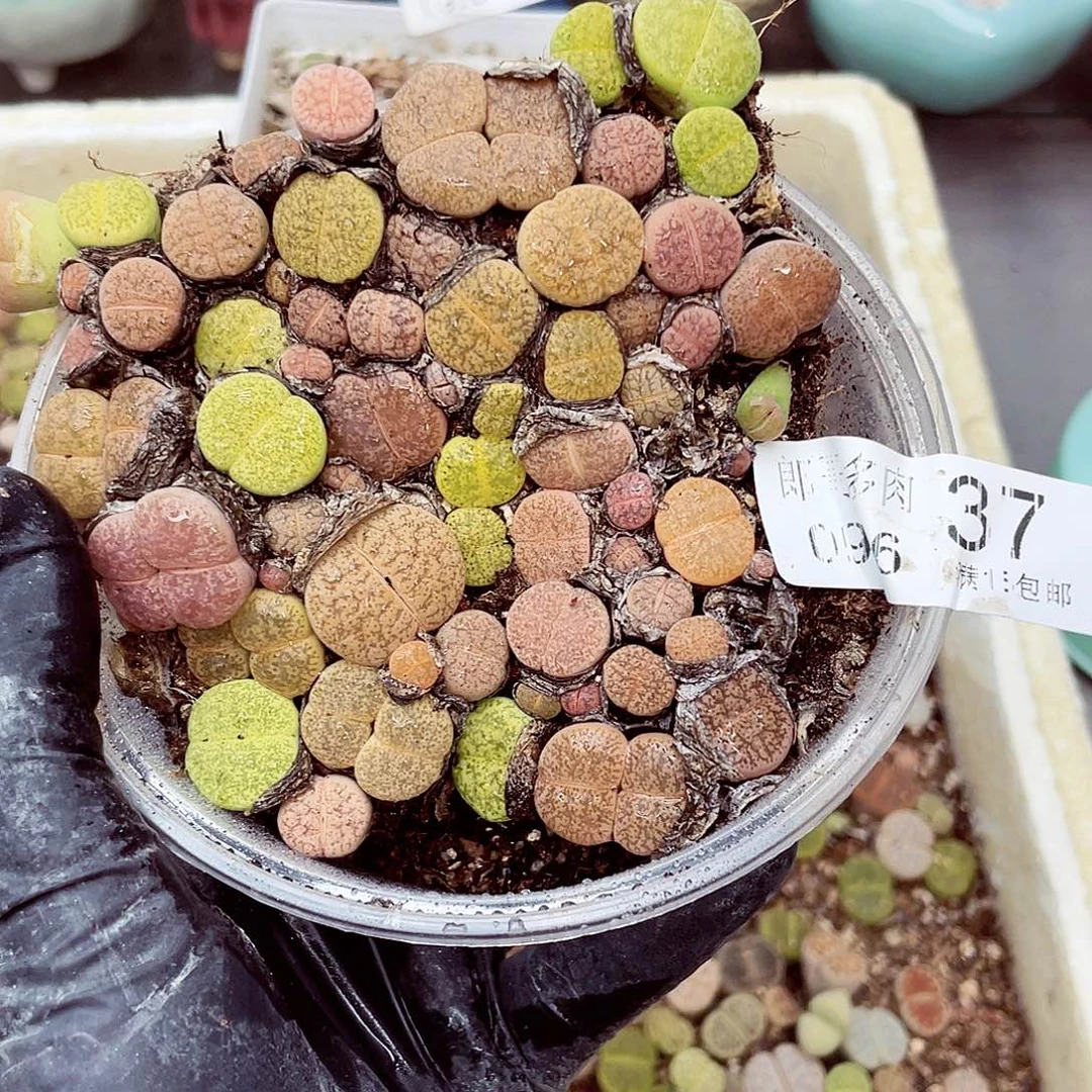 生石花满18包邮0916-37