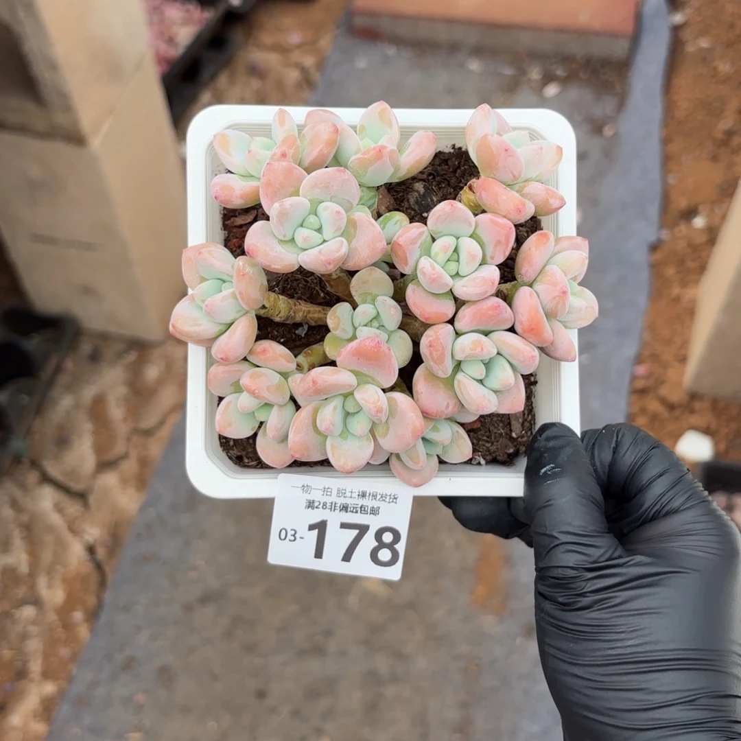 ？红洛神老桩多多肉多肉