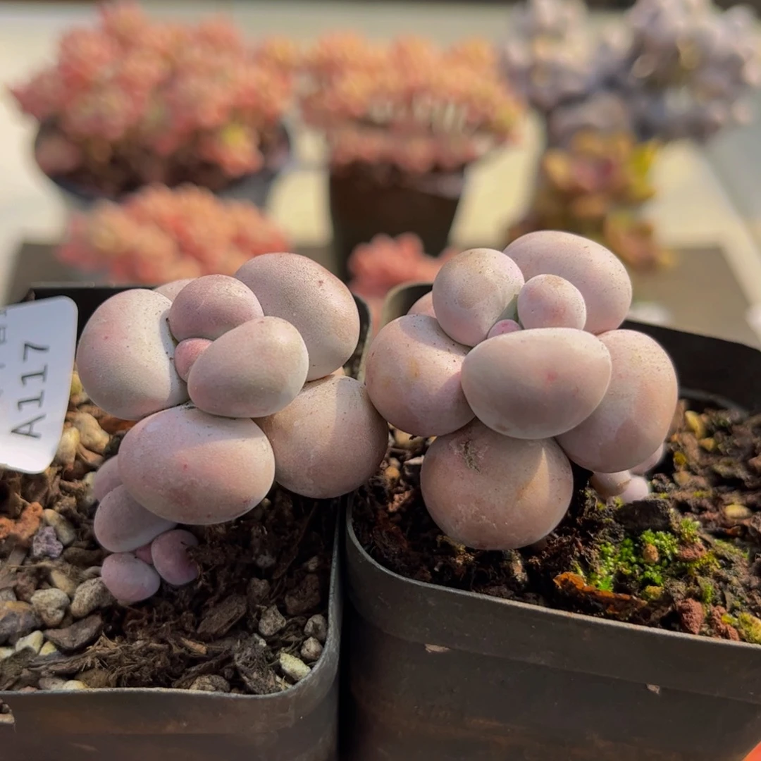 117/3cm芭比奶酪2颗