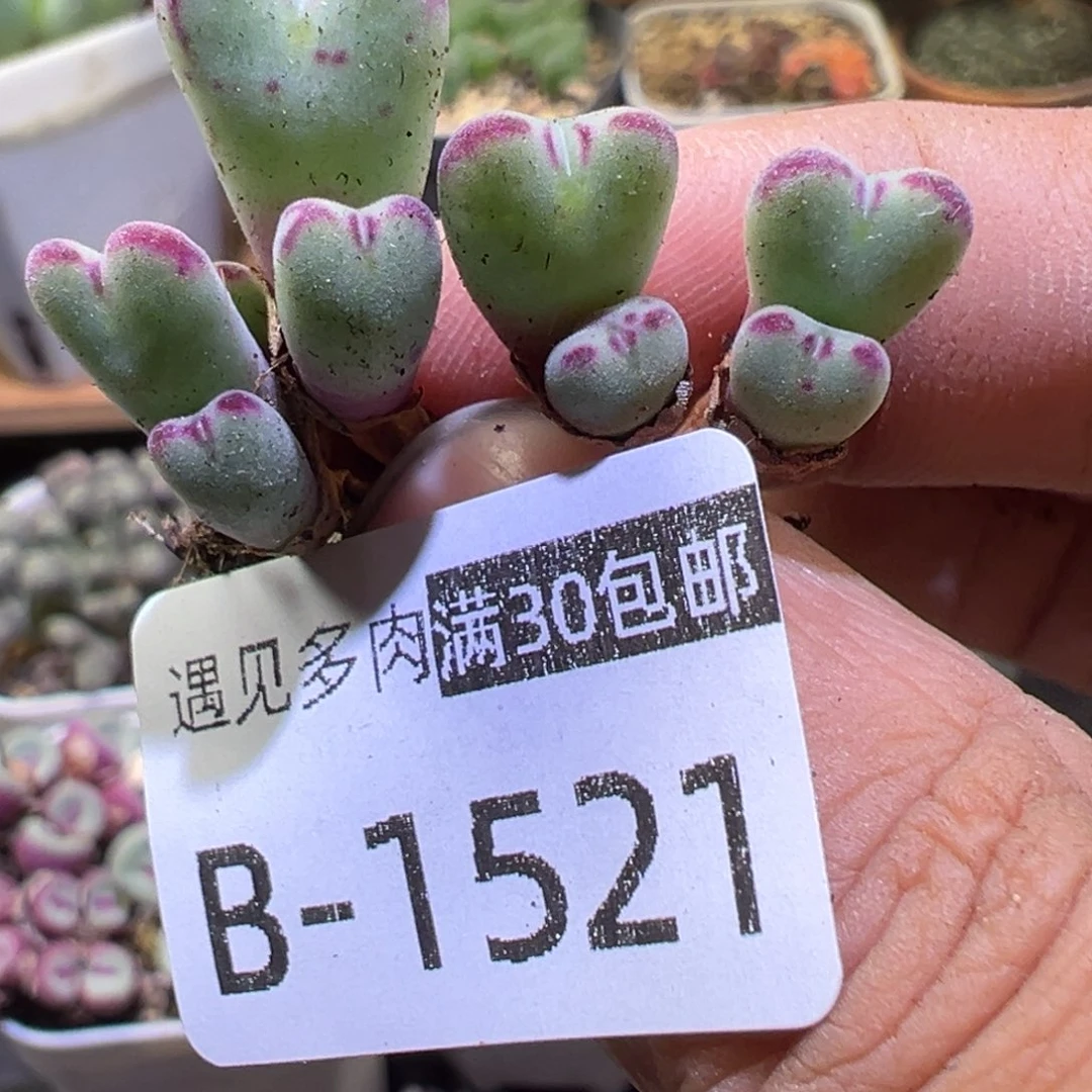多肉植物111111111111