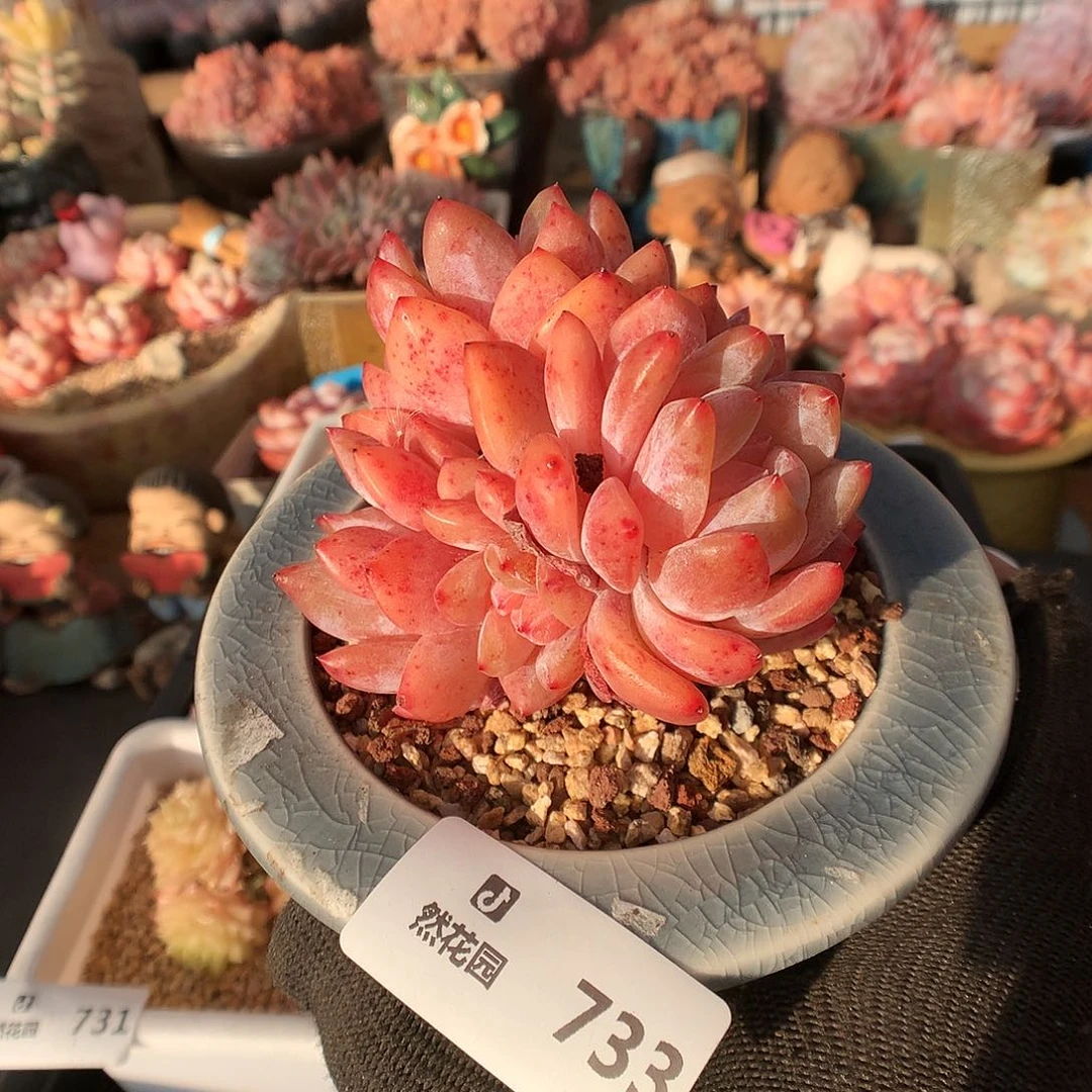 733雪天使多肉植物666