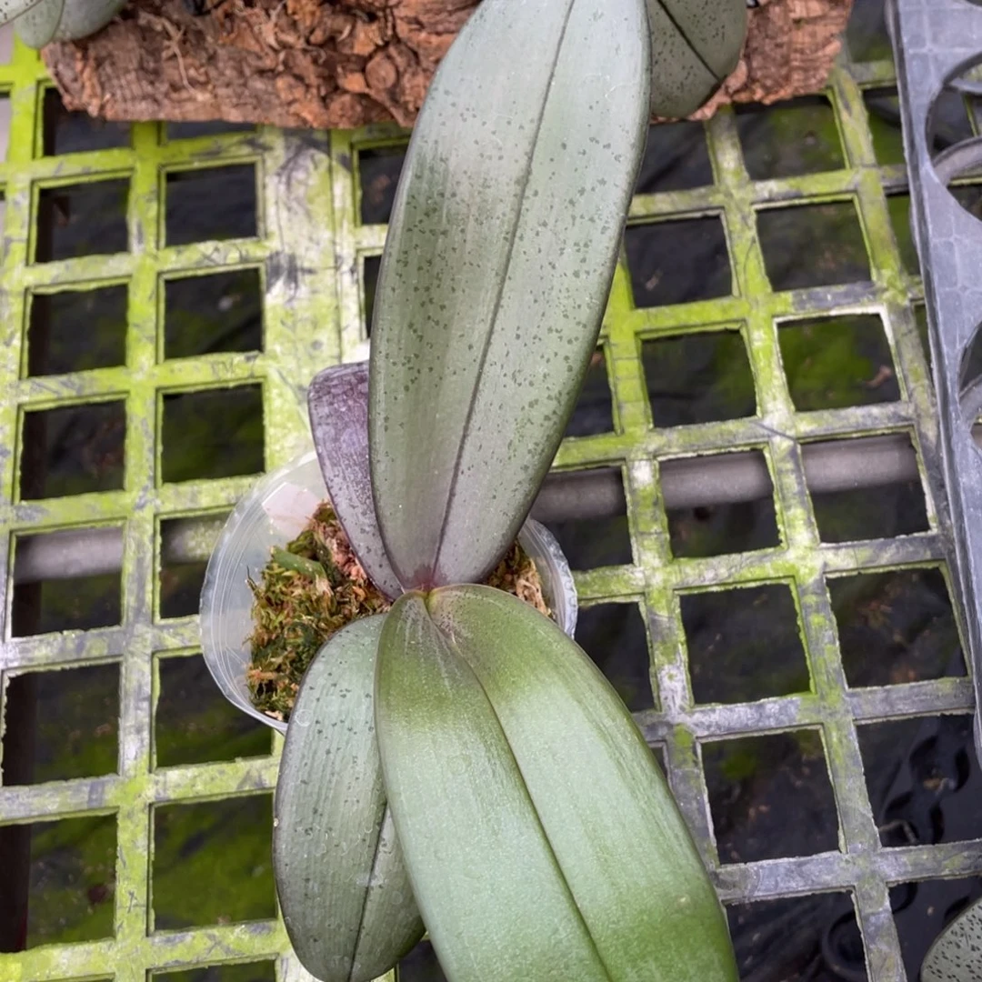 当前无花栽培后可以开花