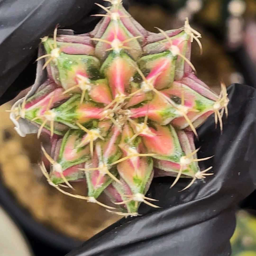 米哈锦 一物一拍。