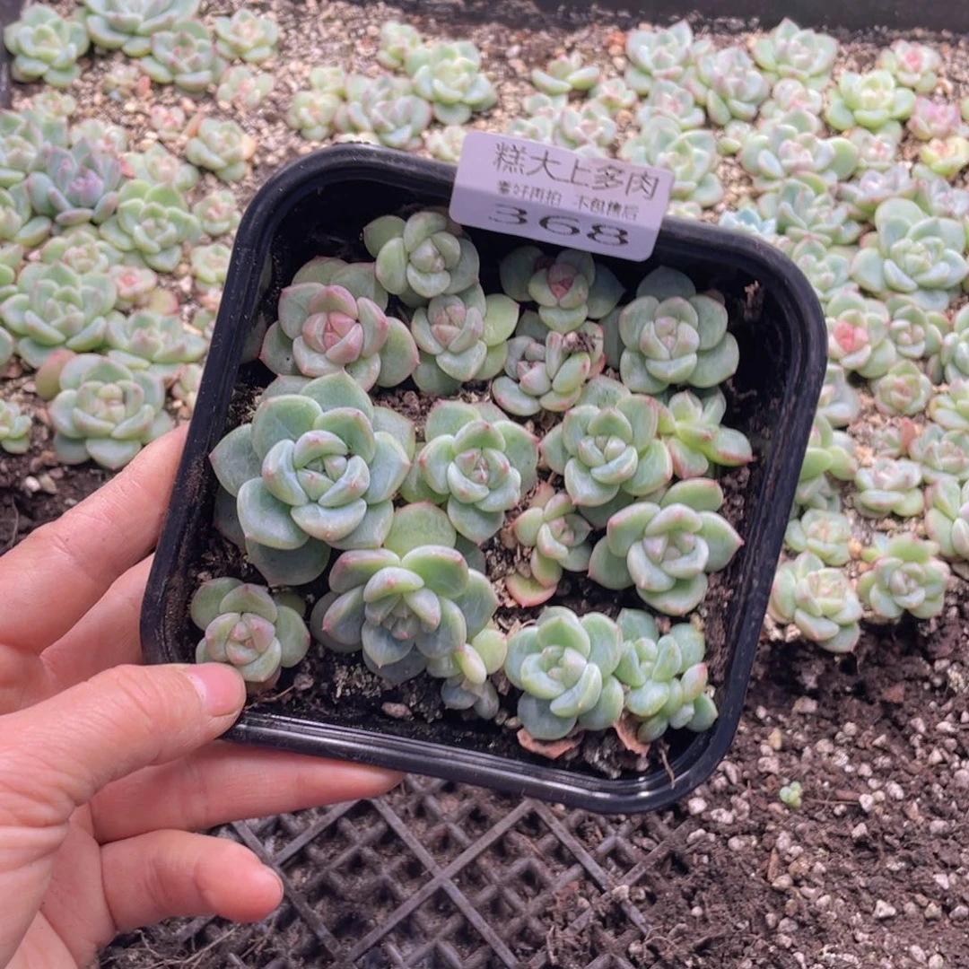 糕大上多肉植物368