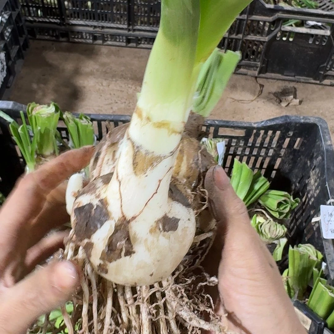 白勒鬼魅8+带大侧kai hua qiu