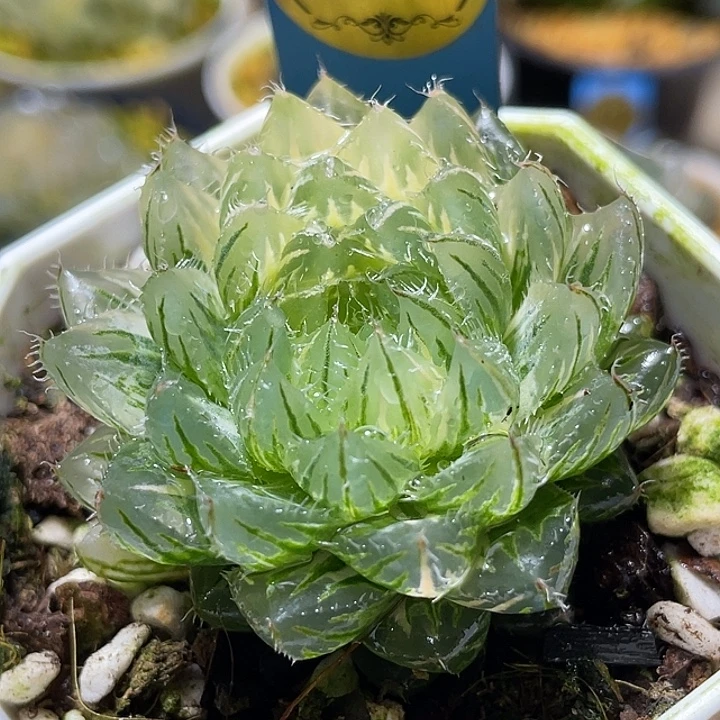 733亚成翠云锦福利