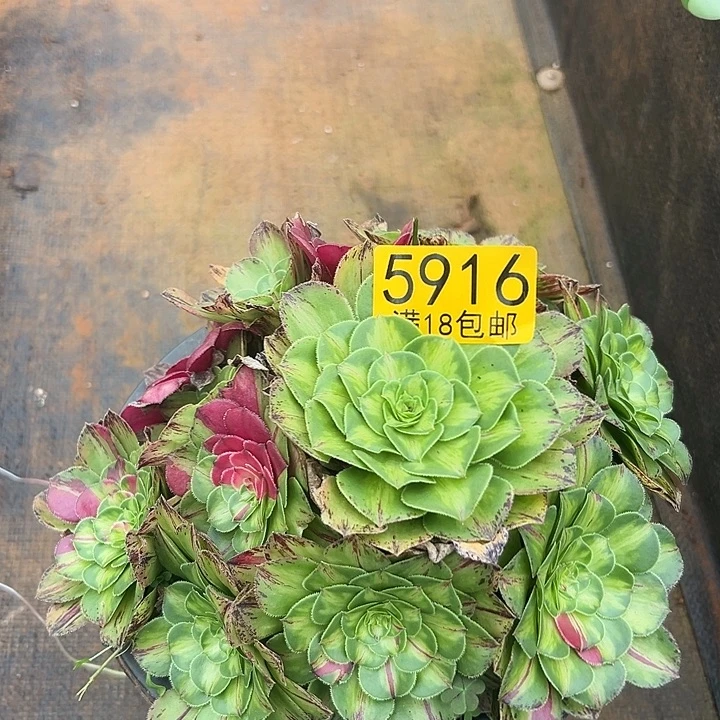 916 知否多肉法师锦