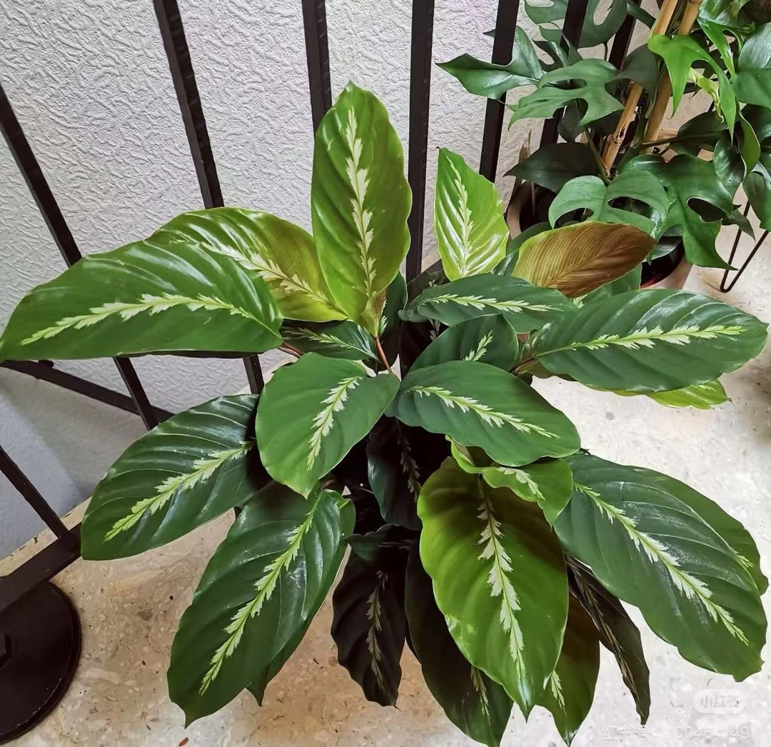 女皇竹芋室内大型绿植绒面叶片开花好养耐阴耐旱