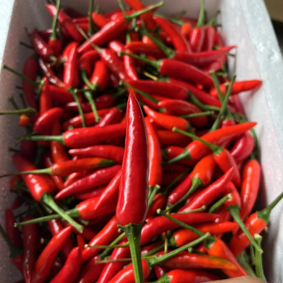 贵州农家自种新鲜现摘特辣小米辣朝天椒可用于餐饮调味的红辣椒