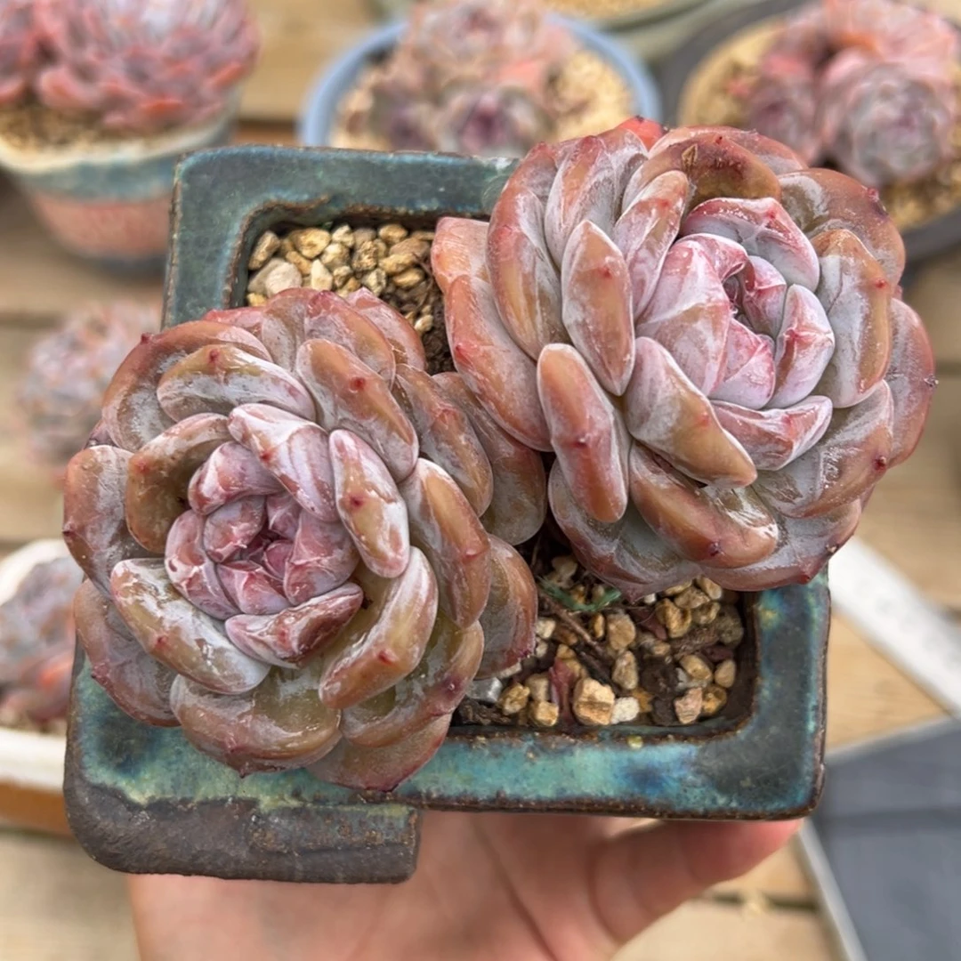 真的累了哈哈哈哈哈