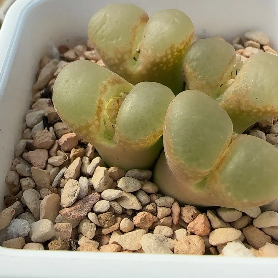 多肉植物母本200号