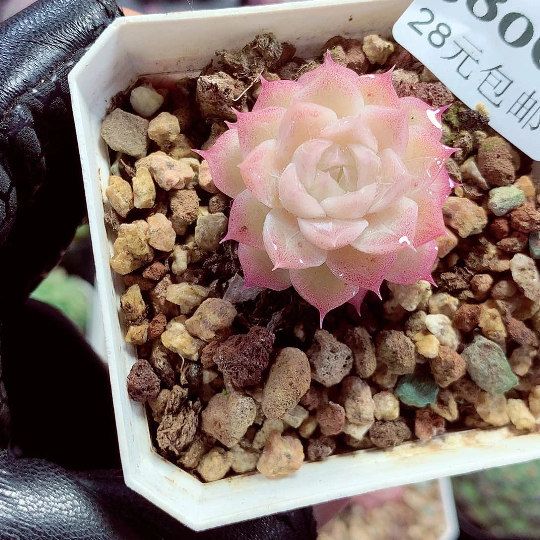 5厘米盆精控多肉380