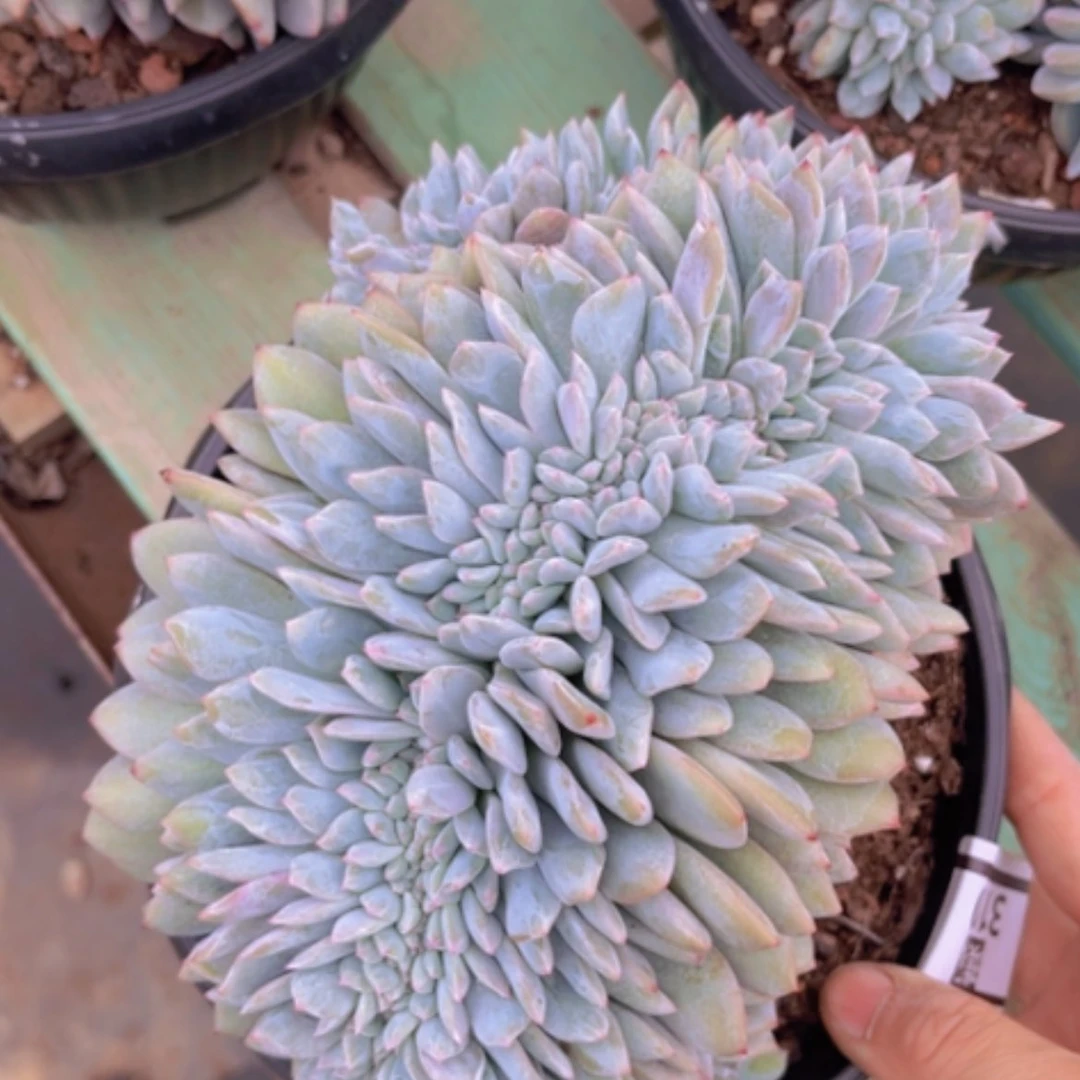 【闪购商品】橙梦露缀3190