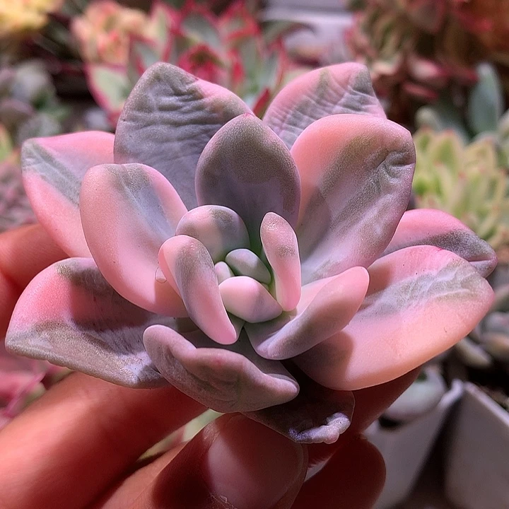 粉兔锦拉丝锦头盖