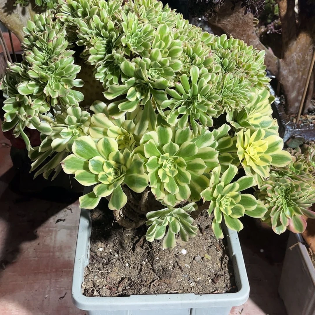 迈巴赫缀化法师多肉植物