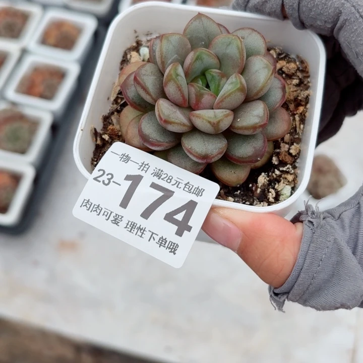 葡萄多肉无盆土发货无盆土