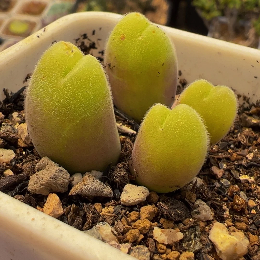 185多肉植物种类多样