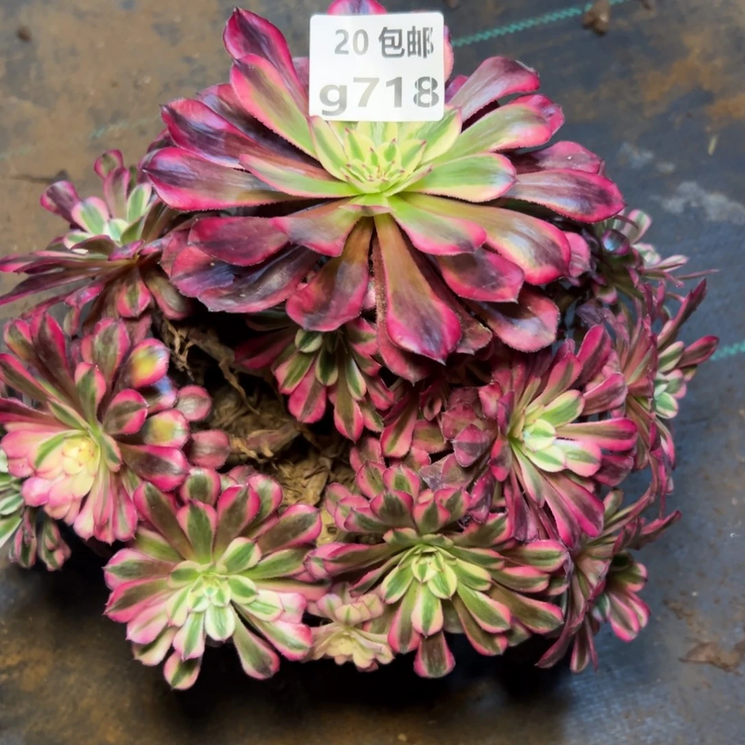 718红铜白，满20包邮嘟叮熊