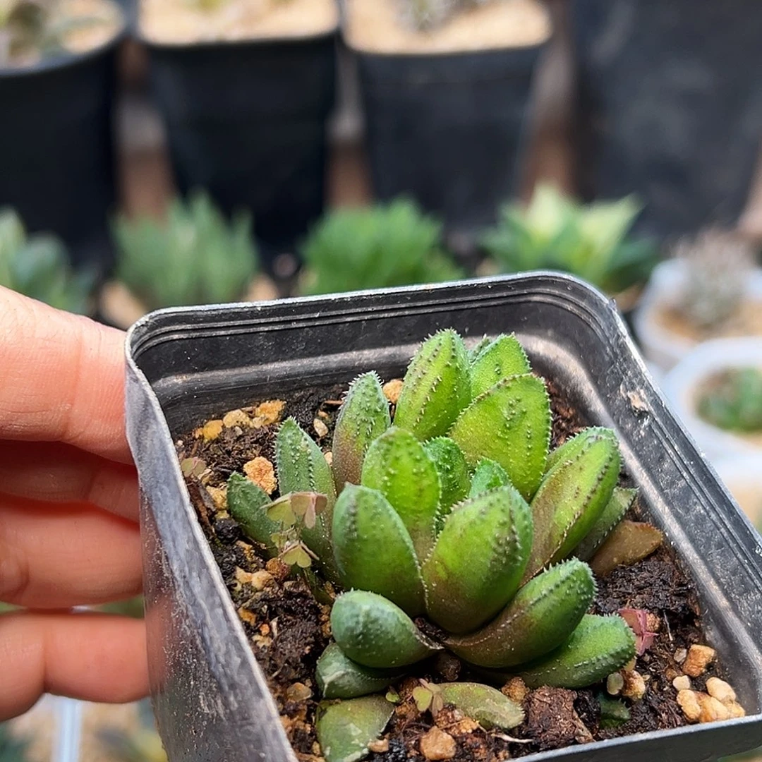 肥齿鲸硬叶十二卷