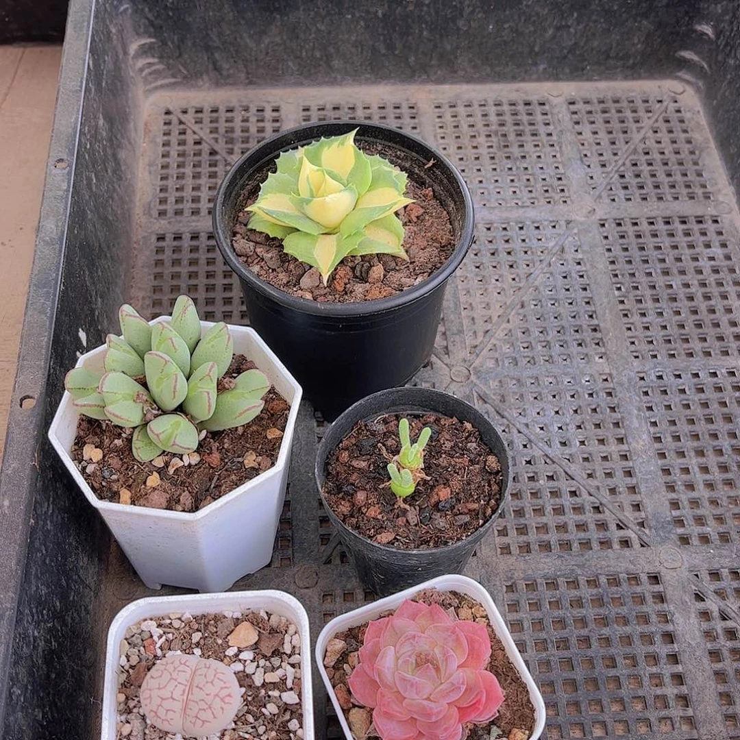 多肉453多肉植物，