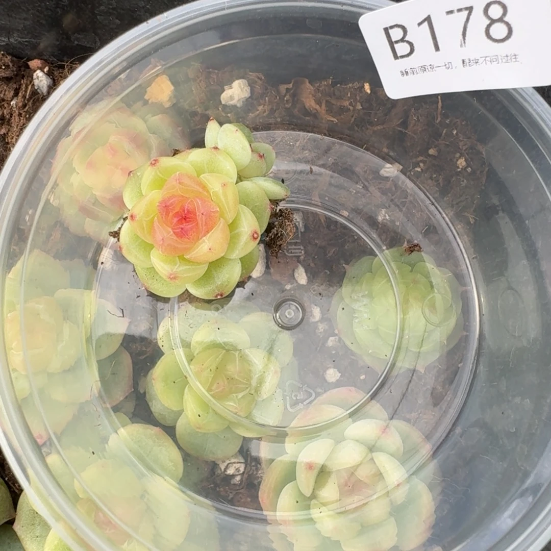 j***p一物一拍一物一拍1031-178