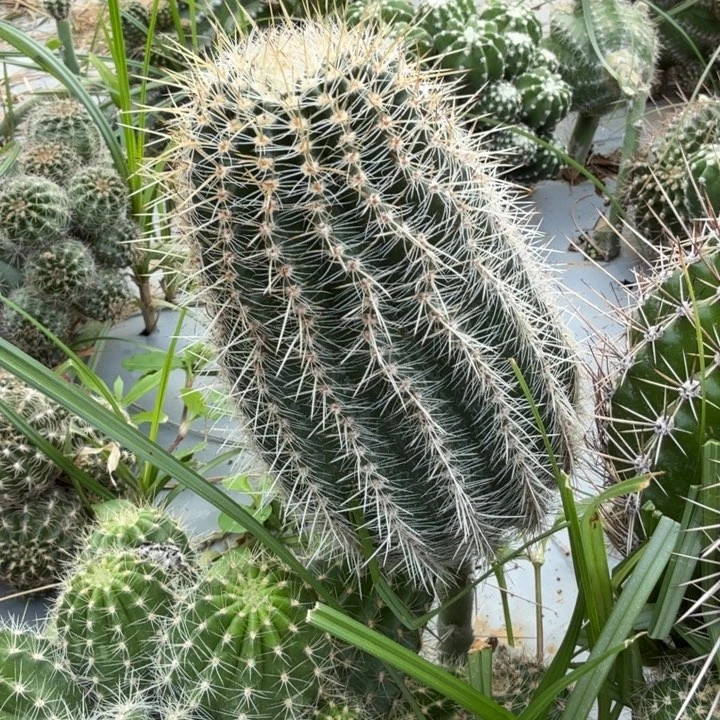 高山丽花仙人球仙人掌639