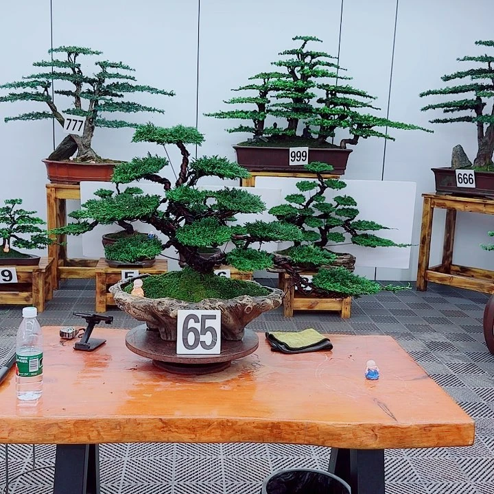 无花朵松柏盆景一物一拍