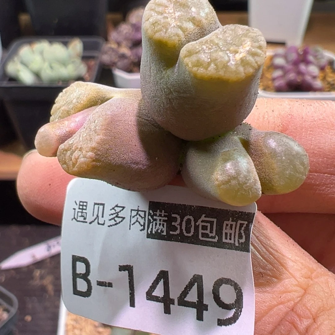 多肉植物1111111111111