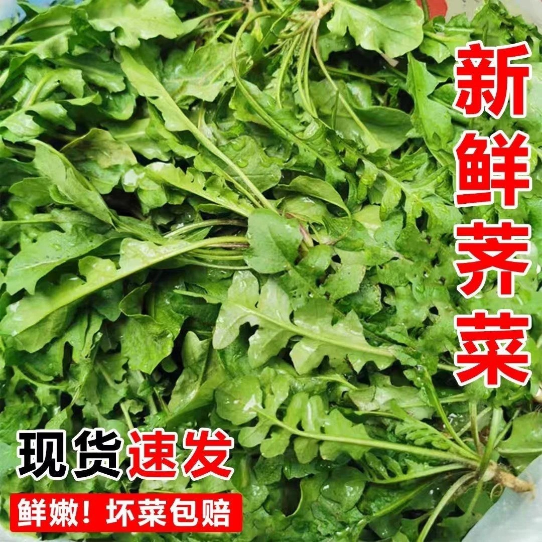 河南野生荠菜新鲜现挖荠荠菜农民家荠菜