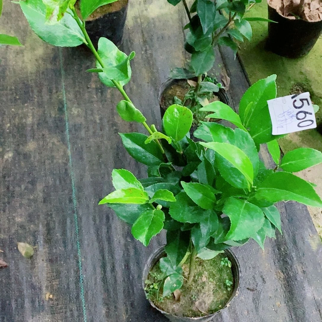 完全开放茶花盆栽560