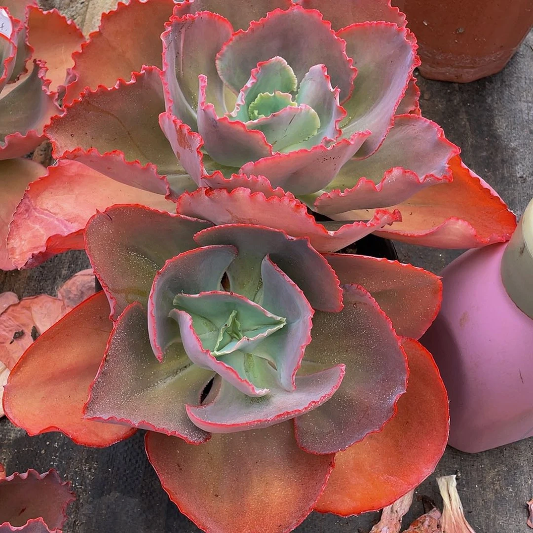 红****蓝色妖姬多肉植物群