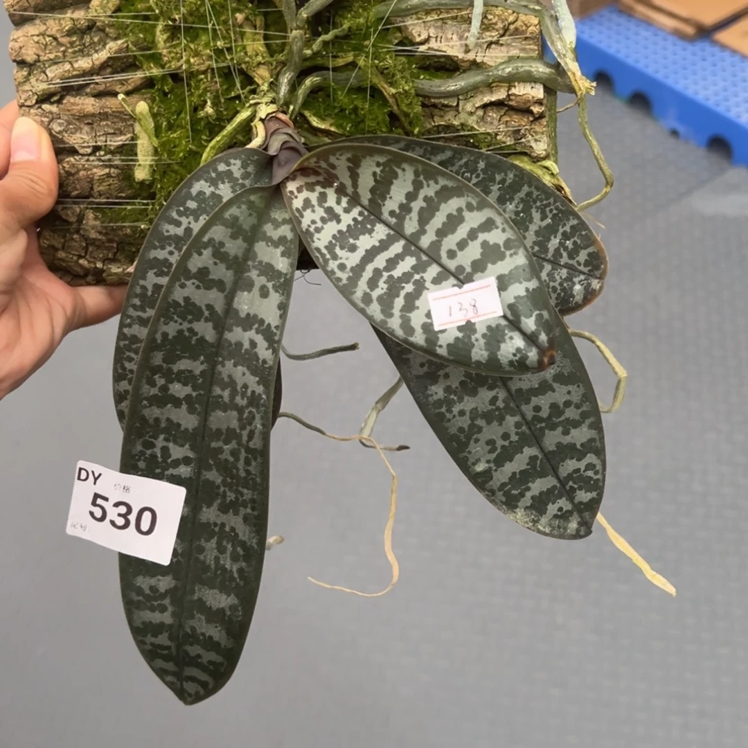 当前无花栽培后可以开花530号特价板植瑕疵苗任何原因不售后