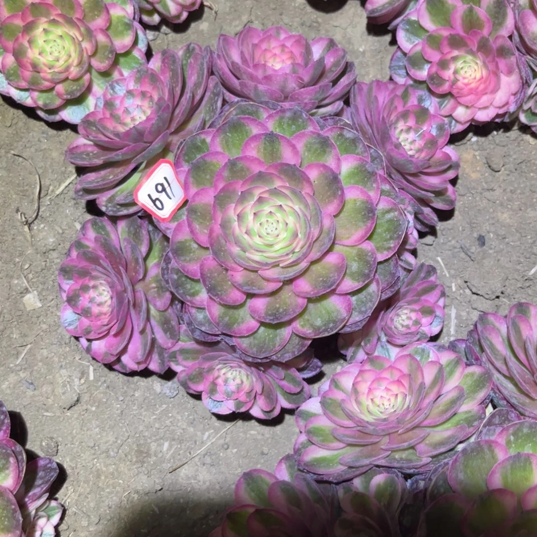 691多肉植物荔枝