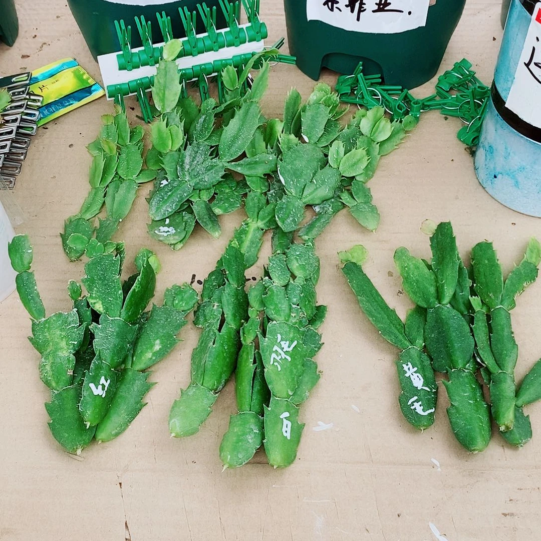 *****无花朵叶片福利一物一拍