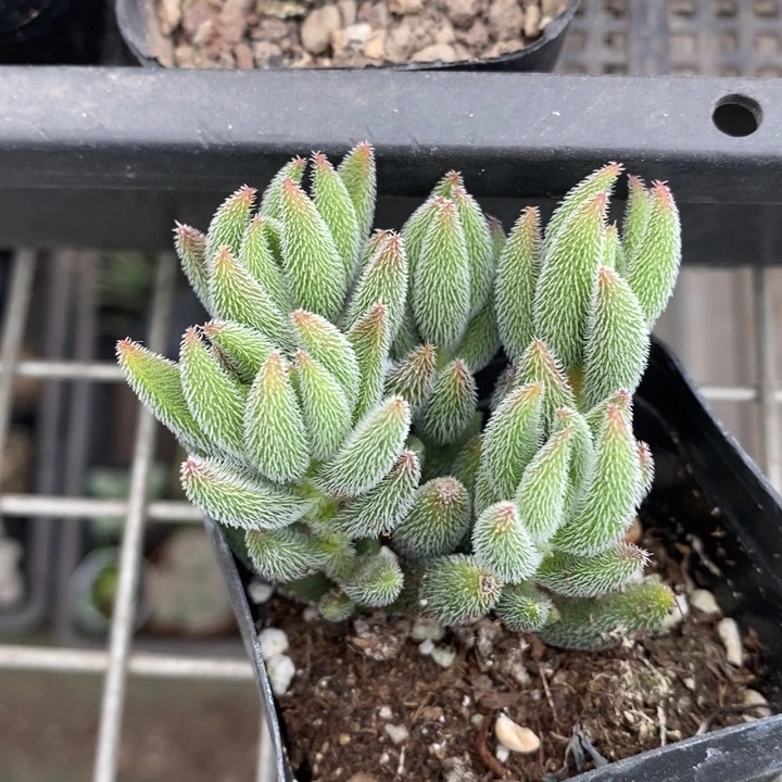 伯克利和格蕾纳等著名音乐