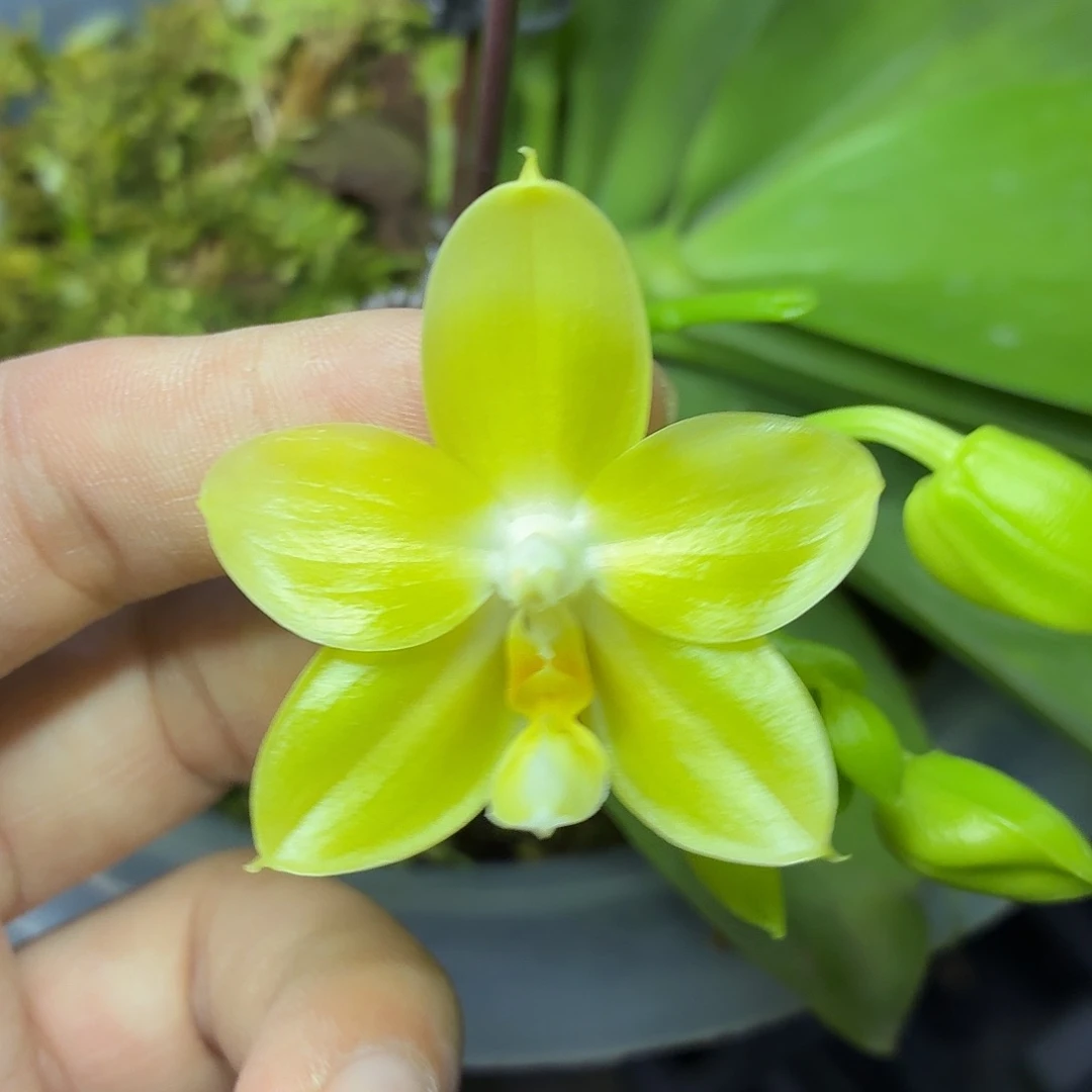 当前无花朵，栽培后可花朵A882yss1168八寸蜡纸
