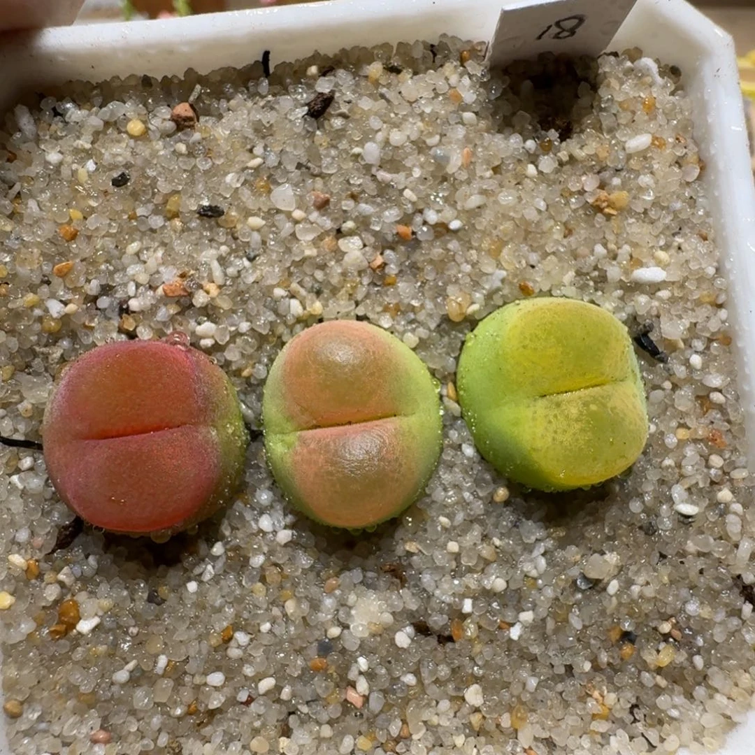 0706-23彩色蟠桃肉锥