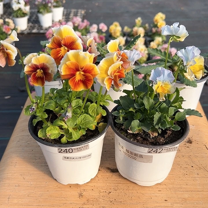 水晶抖音直播闪拍240-242