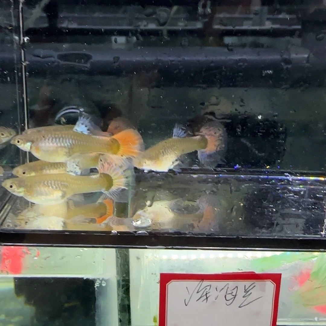 孔雀鱼花蝴蝶母鱼五条