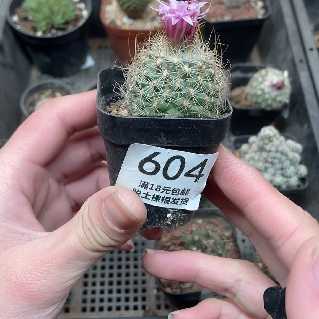 604白虎（满18包邮）