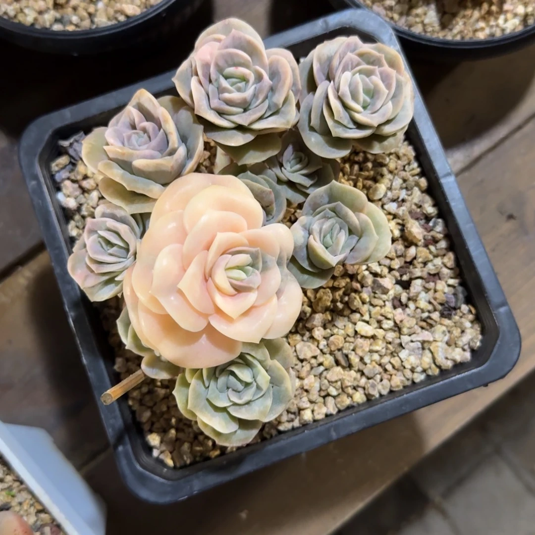 “月半弯”可爱玫瑰锦111111111