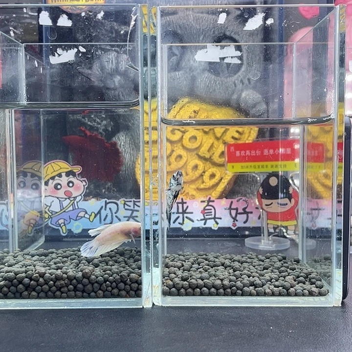斗鱼70号926早两只