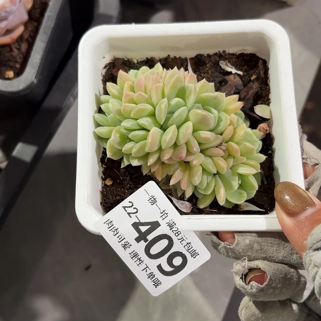 奶油美人缀无盆土发货