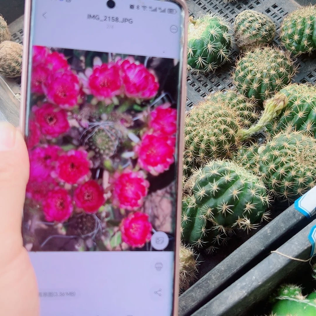 丽花炫彩侧芽00000