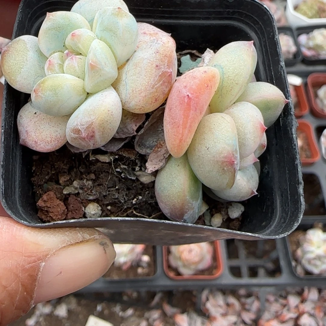 小卡拉米糖心一物一拍