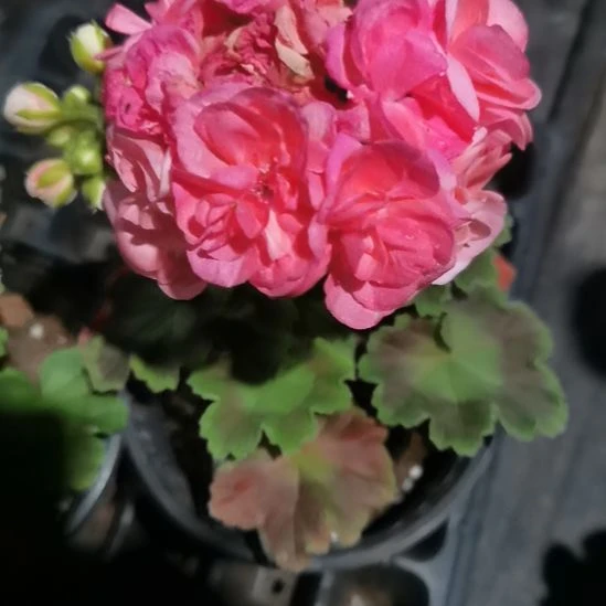 当前无花栽培后可以开花瑞典