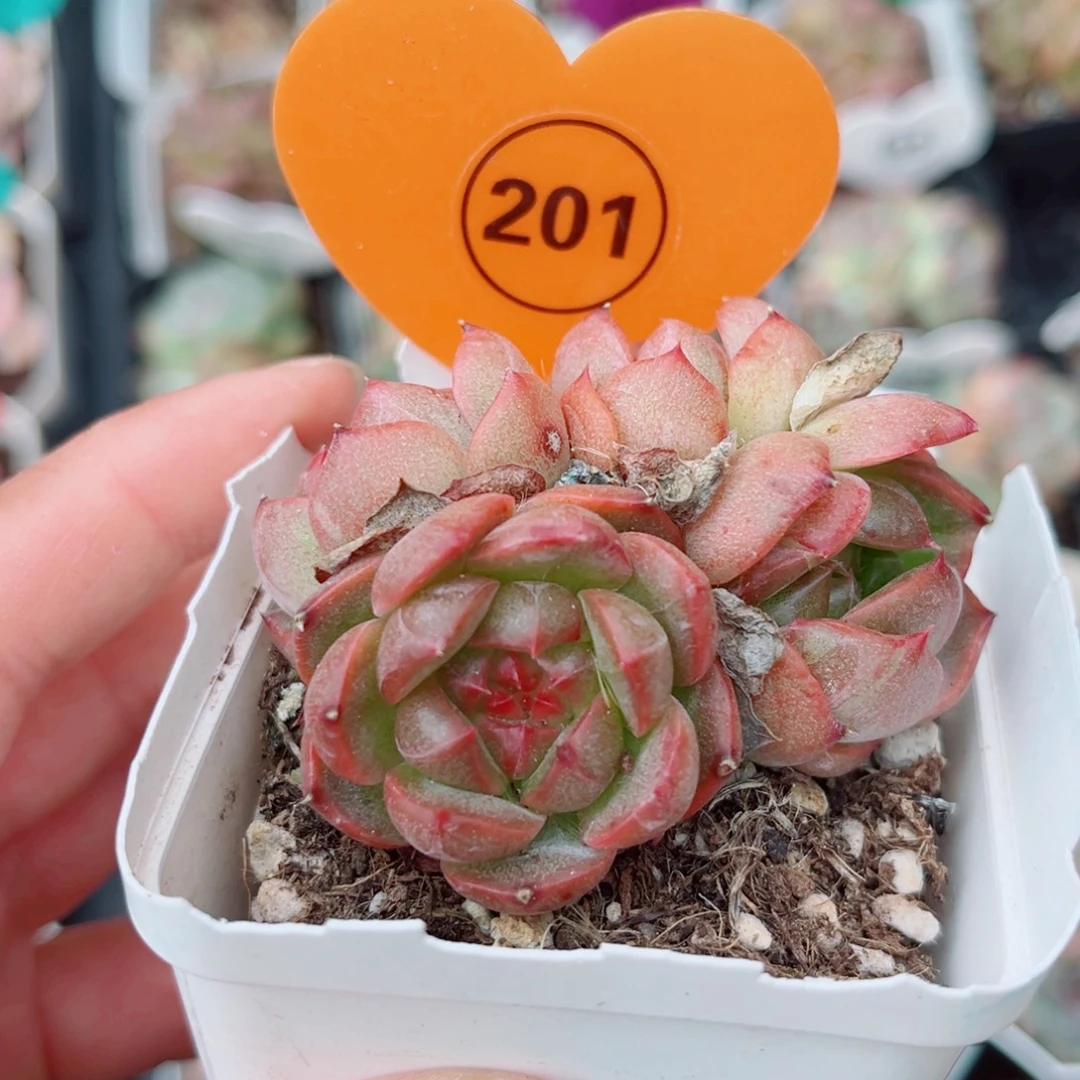 201号小老桩珍妮群