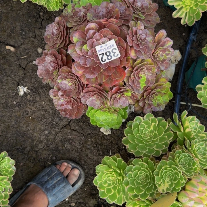花月夜花花25-31包邮花花