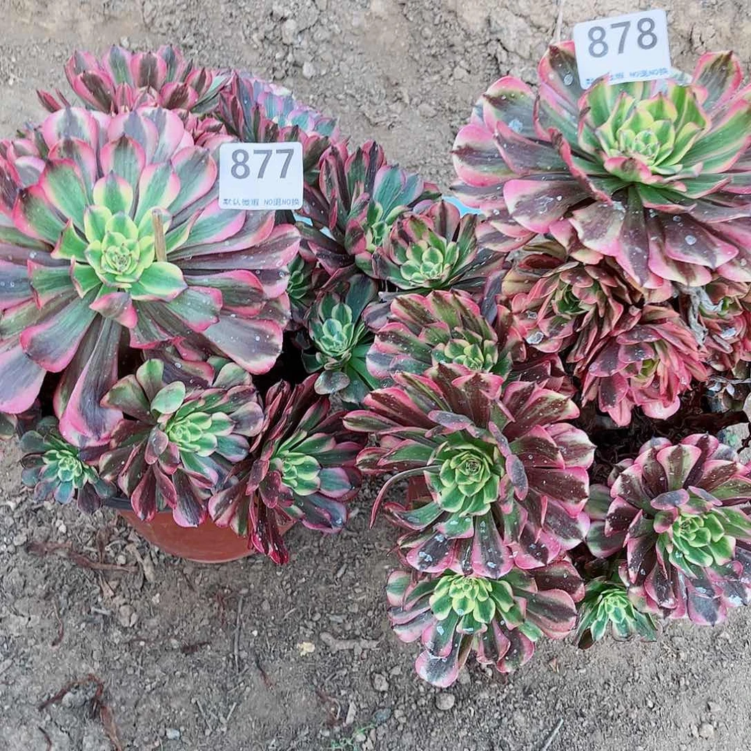 无花朵多肉植物组合877